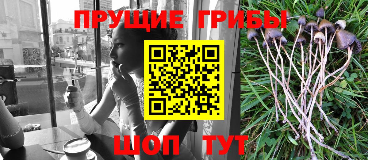Псилоцибиновые грибы GOLDEN TEACHER Чапаевск